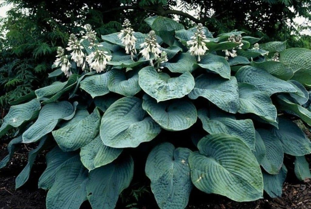Hosta  Elegans, Ophalen, Vaste plant, Overige soorten, Halfschaduw