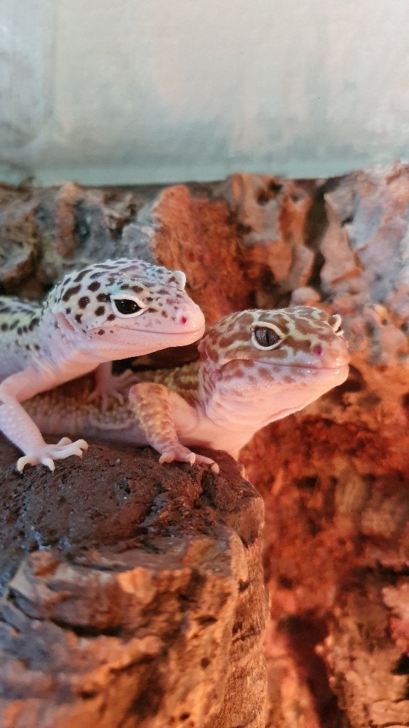 Luipaardgekko - 0.0.1 Leopard Gecko photo 3