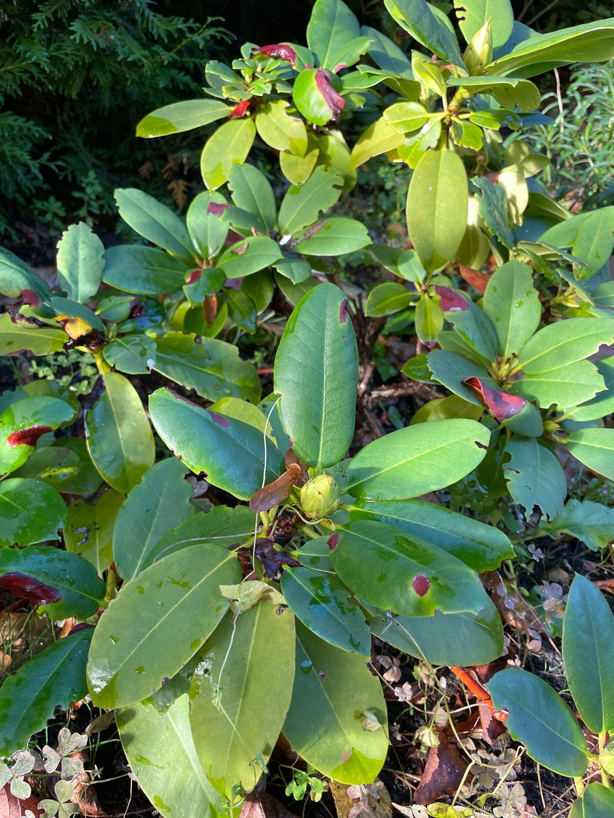 Rhododendron 'Germania', Volle zon, Vaste plant, Lente, Ophalen