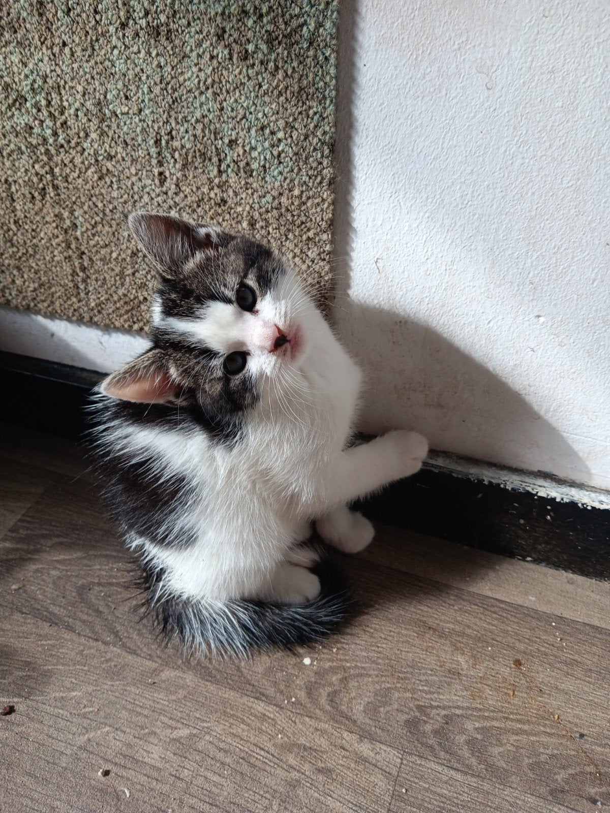 half Perzische langhaar kittens zoeken een liefdevol huis, Dieren en Toebehoren, Meerdere dieren