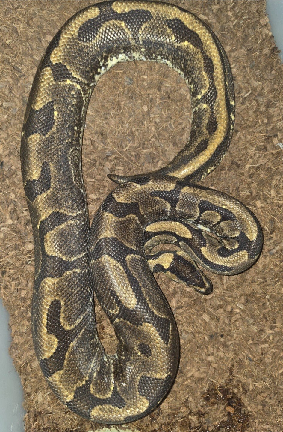 python regius 0.1 (Super enchi 66% het ultramel), Slang, 11 jaar of ouder