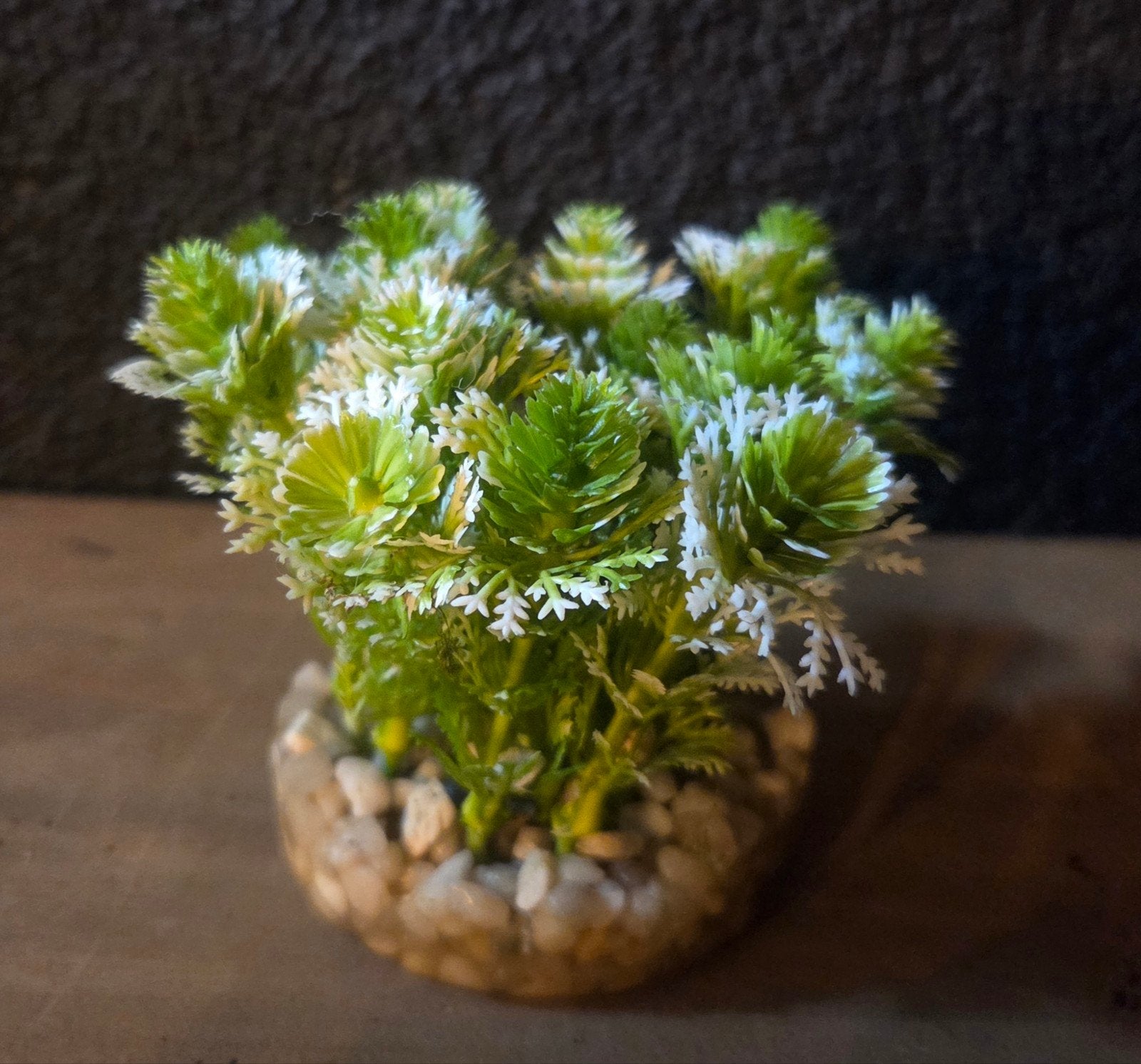 Plantje aquarium (nep), Dieren en Toebehoren, Ophalen