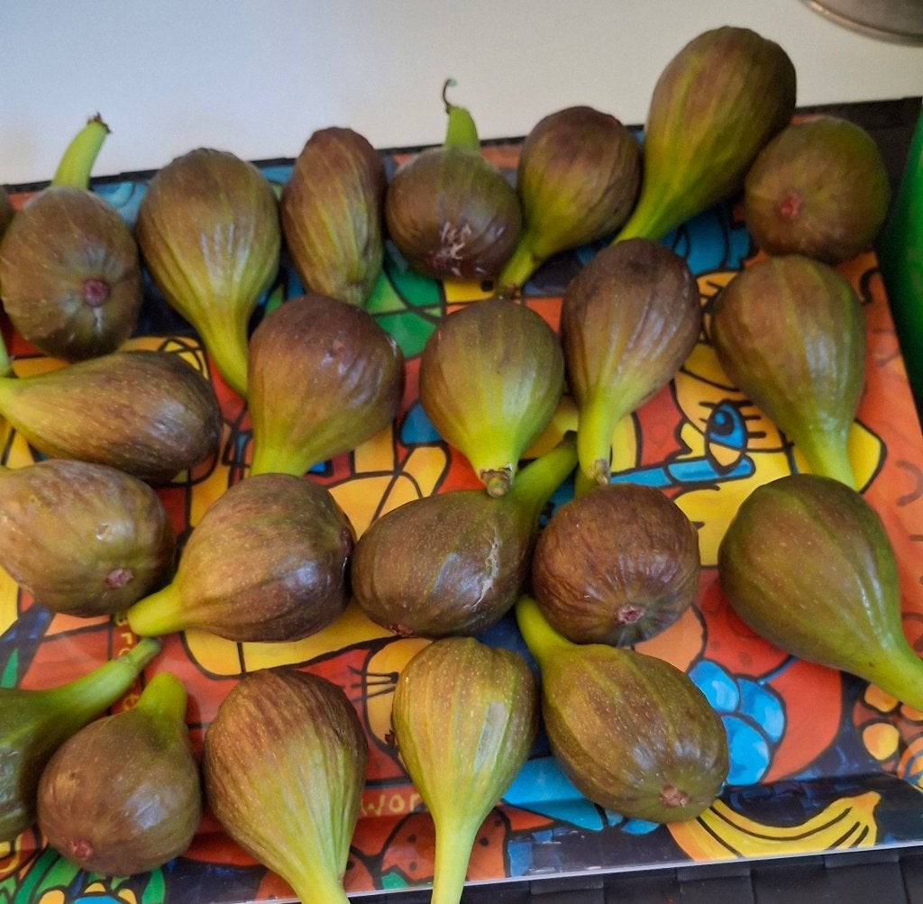 Verse vijgen te koop !, Ophalen, 100 tot 250 cm, Overige soorten, Bloeit niet