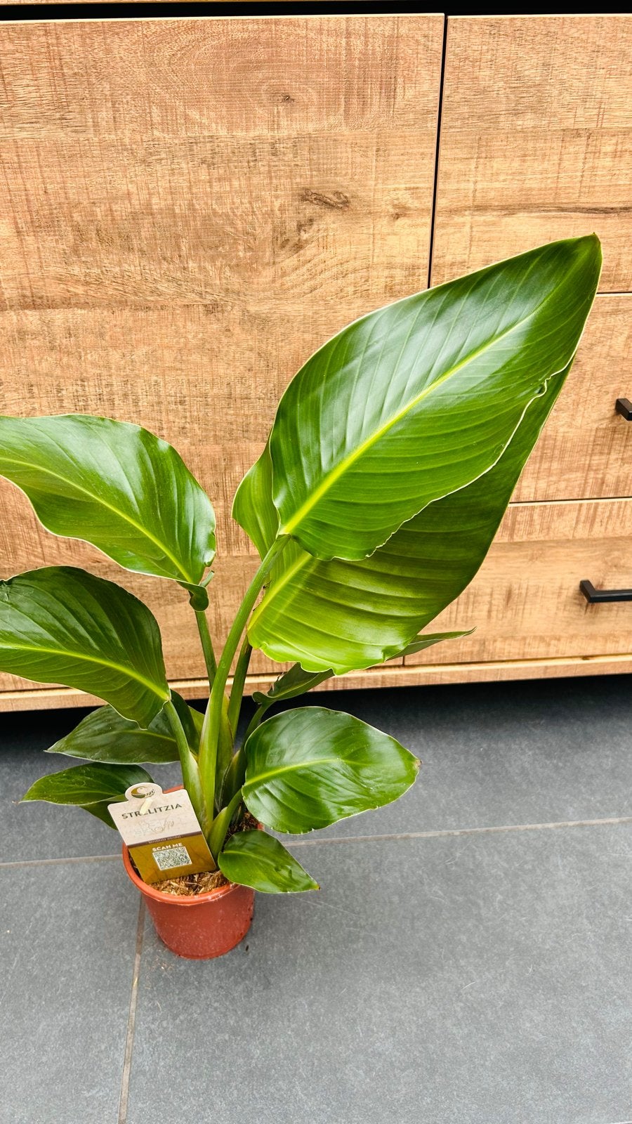 Strelitzia  Nicolai Paradijsvogelbloem, Huis en Inrichting, Ophalen, Overige soorten, In pot, Minder dan 100 cm