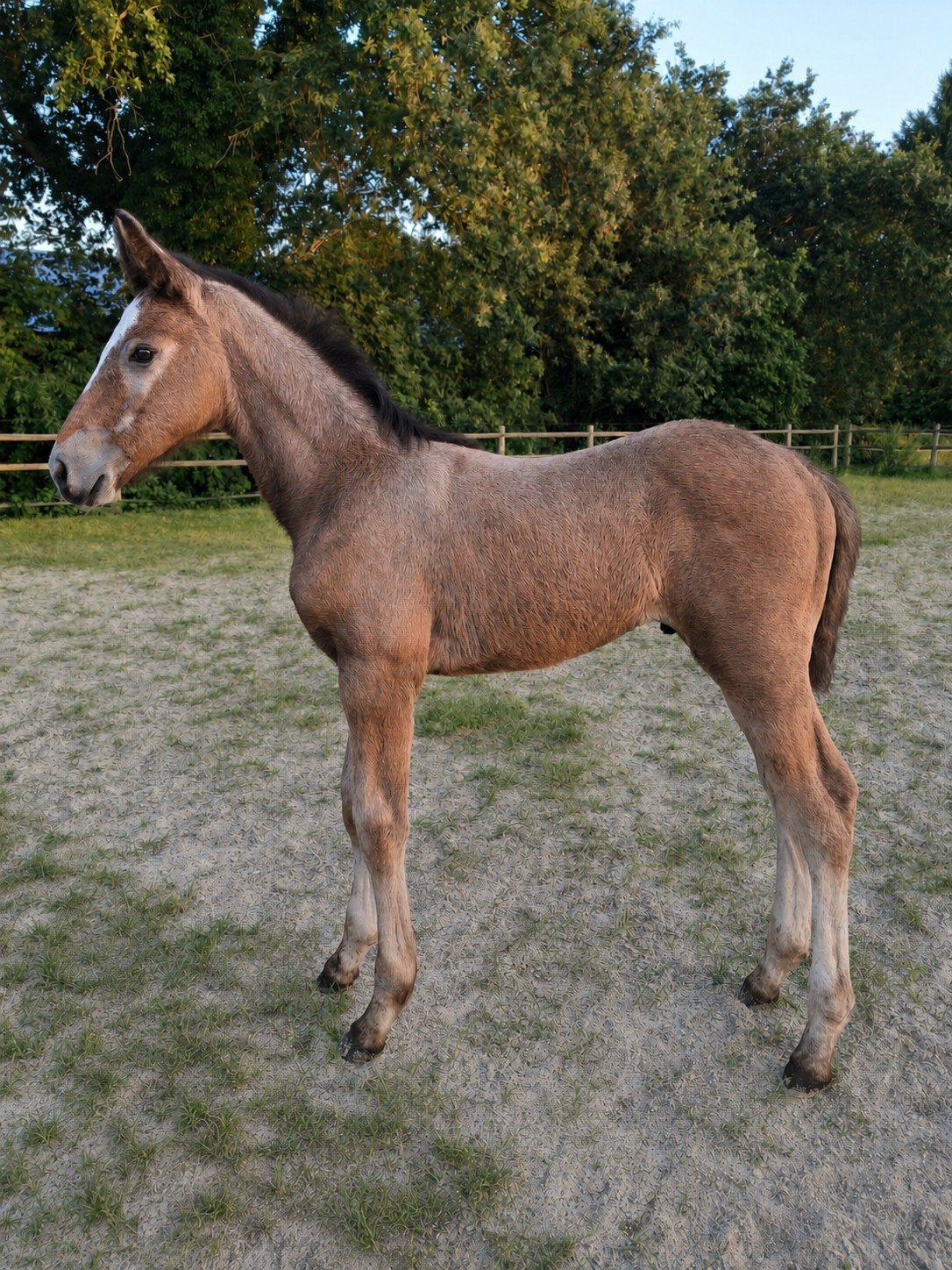 Hengstveulen & 3jarige springmerrie, Dieren en Toebehoren, Paarden, Springpaard, Met stamboom, 3 tot 6 jaar, 160 tot 165 cm