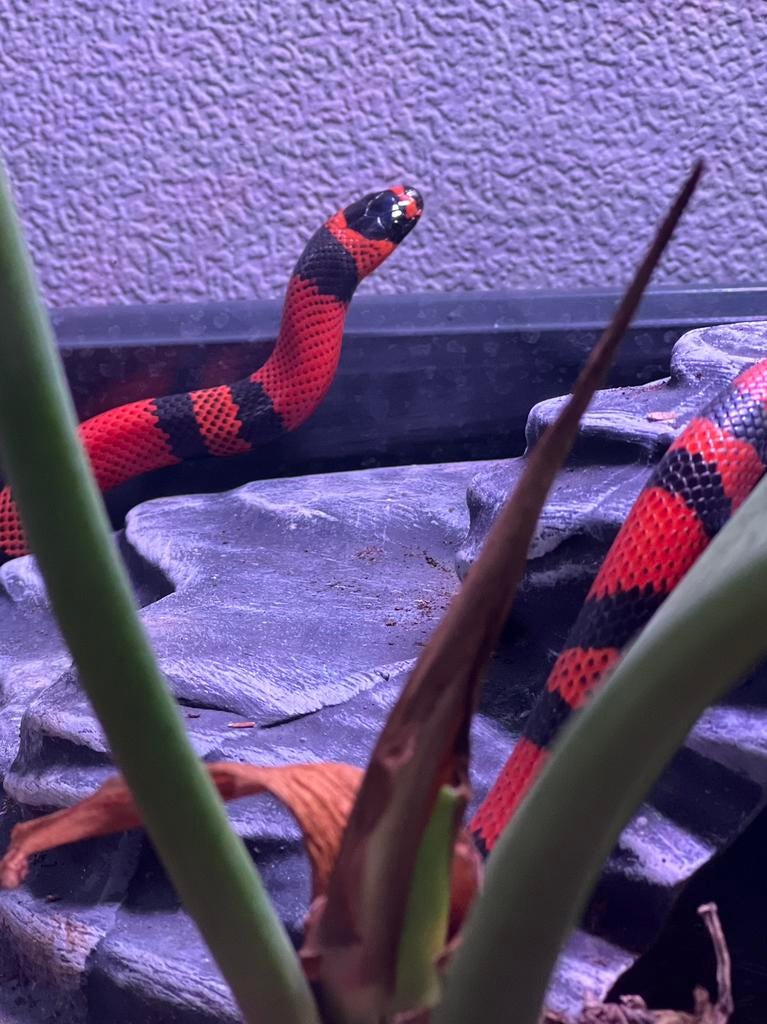 Lampropeltis triangulum hondurensis orange, Dieren en Toebehoren, Reptielen en Amfibieën, Slang, 0 tot 2 jaar