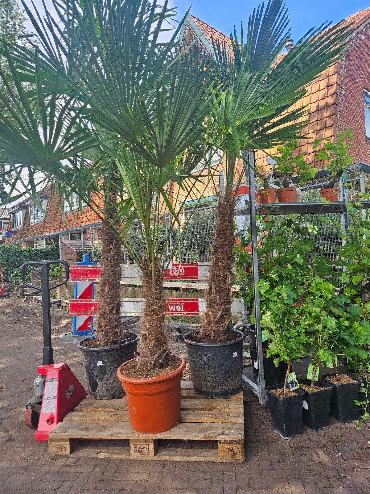 Palmbomen winterhard diverse maten