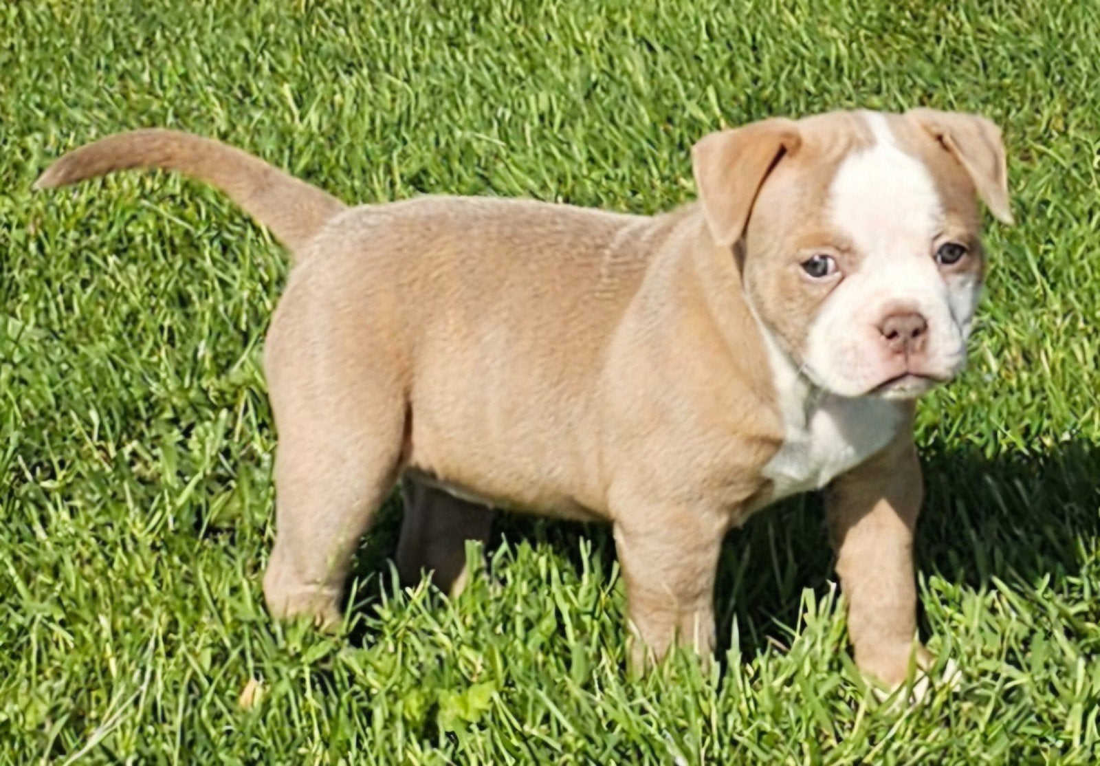 Prachtige Old English Bulldog pup nog 1 teefje, Dieren en Toebehoren, Honden | Bulldogs, Pinschers en Molossers, 8 tot 15 weken