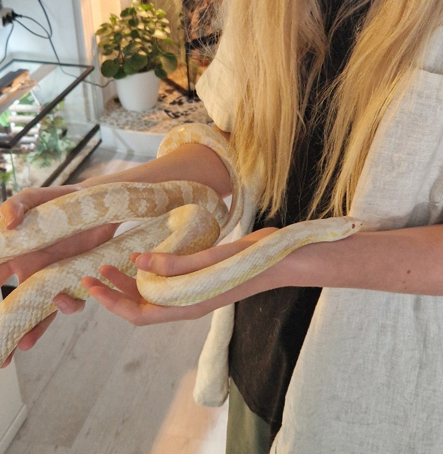 Rattenslang te koop Rat Snake photo 2