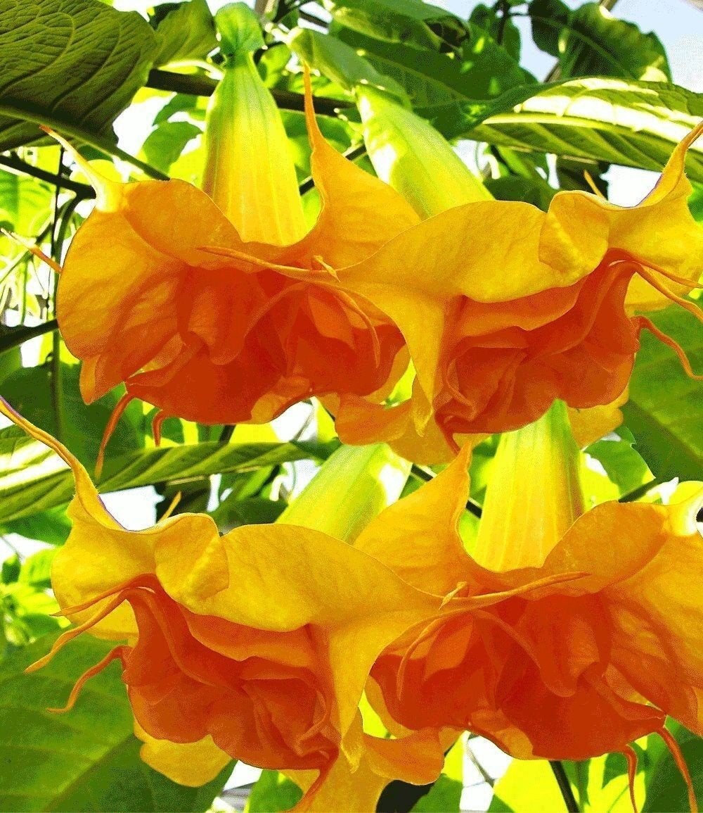 angels trumpet (brugmansia), Tuin en Terras, Ophalen, Overige soorten, Struik, 100 tot 250 cm