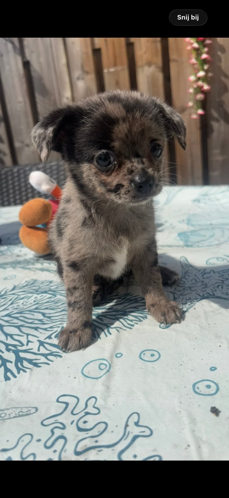 Pomchi pups geboren op 29 april, Dieren en Toebehoren, Honden | Niet-rashonden, 8 tot 15 weken, Meerdere, Meerdere dieren, Middel