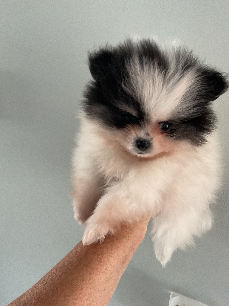 3 prachtige pomeranian pups!!!, Dieren en Toebehoren, Parvo, Keeshond, 8 tot 15 weken, Meerdere