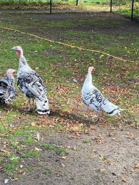 Te koop Kalkoenen, Meerdere dieren, Kalkoen