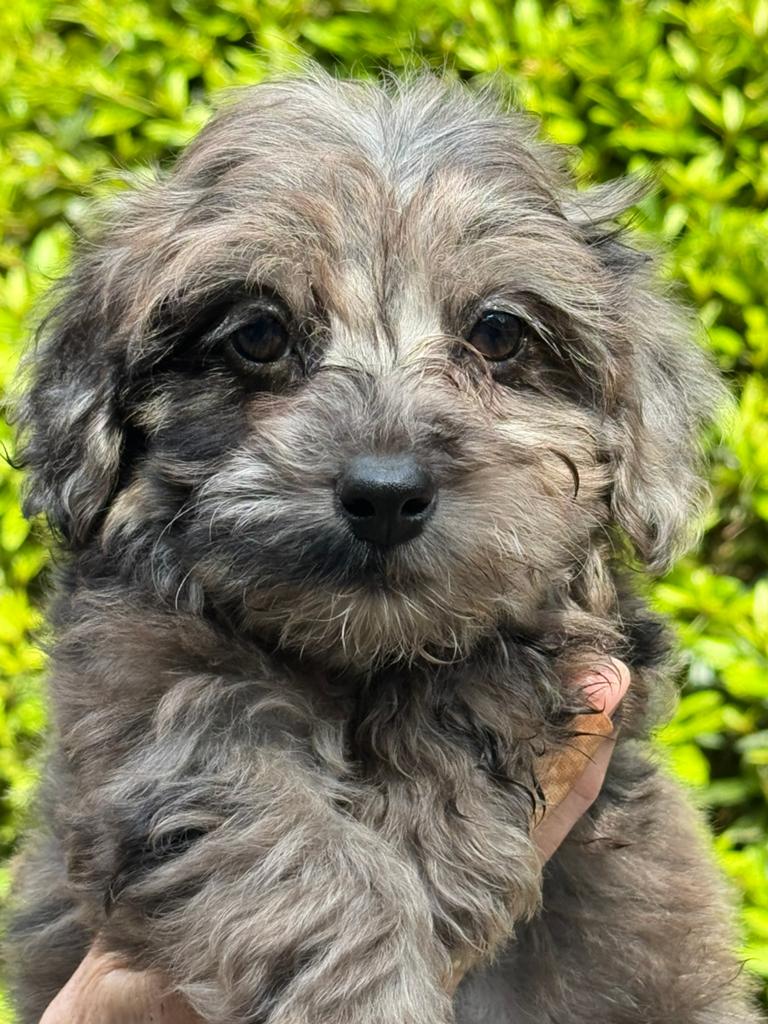 Schattige pups ( Boomer met Poedel ) div kleuren, Poedel, Parvo, Nederland, 8 tot 15 weken