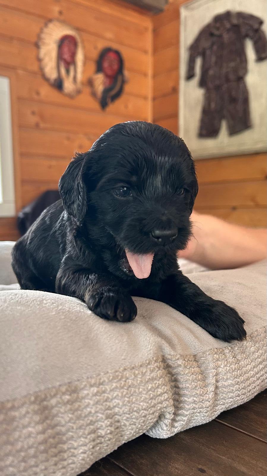 Labradoodle mini, Dieren en Toebehoren, Parvo, Overige rassen, 8 tot 15 weken, Meerdere