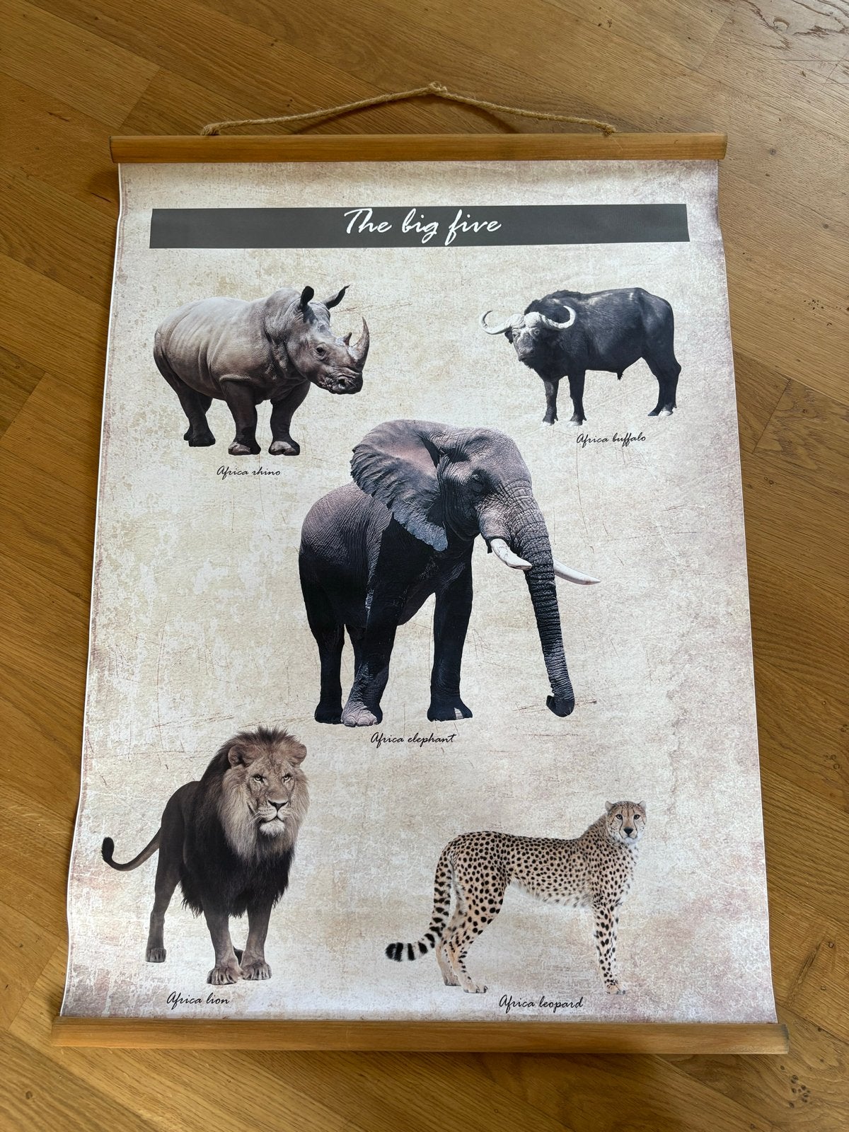 Schoolposter 'The Big Five' - 50x70 cm, Antiek en Kunst, Ophalen of Verzenden, Natuur en Biologie
