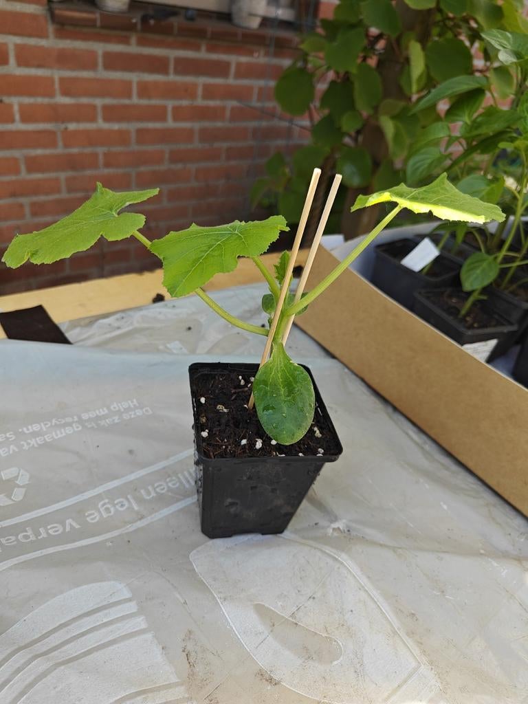 Courgette, Tuin en Terras, Ophalen, Minder dan 100 cm, Overige soorten, Zomer