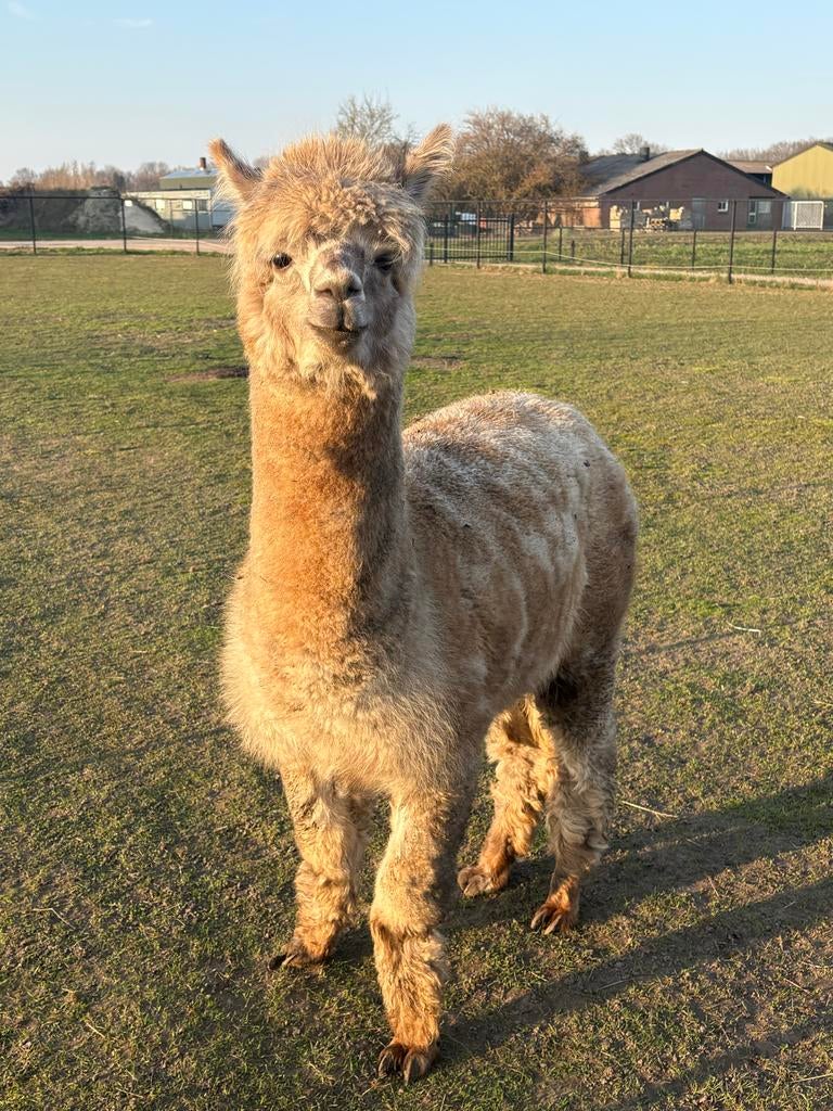 Te Koop jonge dekhengst appaloosa, Juli, Mannelijk