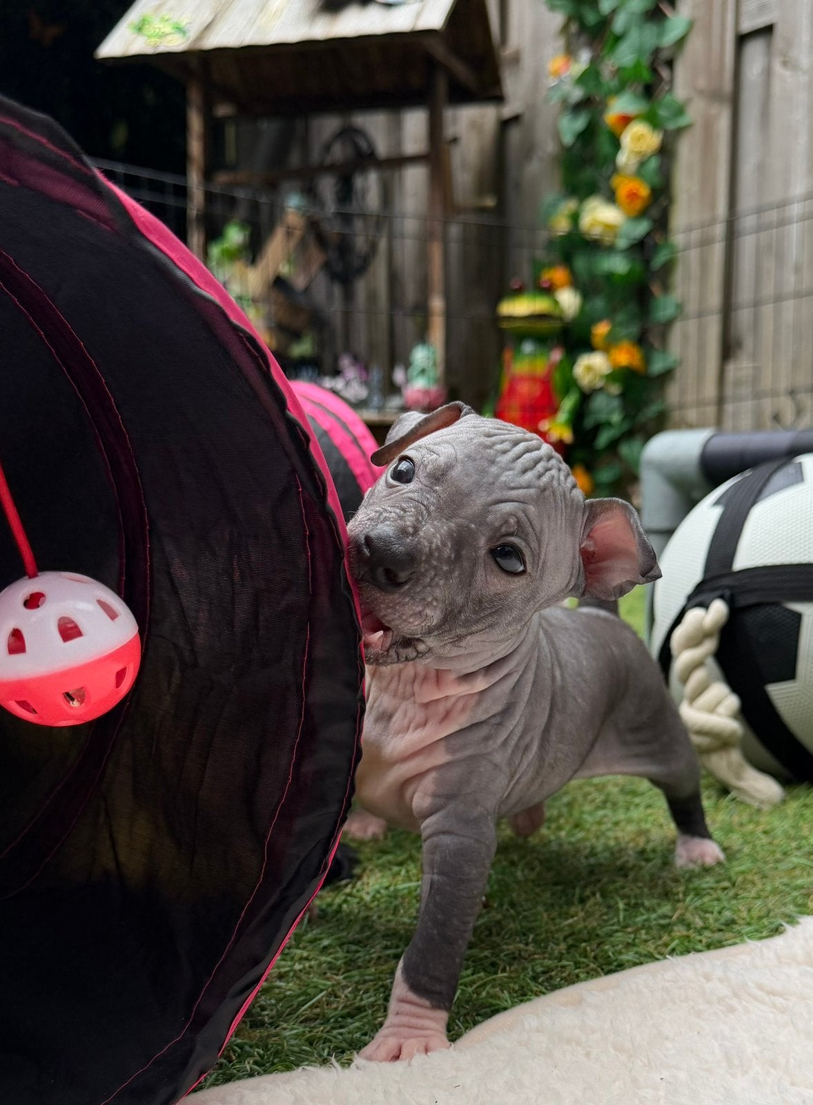 American Hairless Terrier / amerikaanse naakthond, Dieren en Toebehoren, Honden | Chihuahua's en Gezelschapshonden, Parvo, Nederland