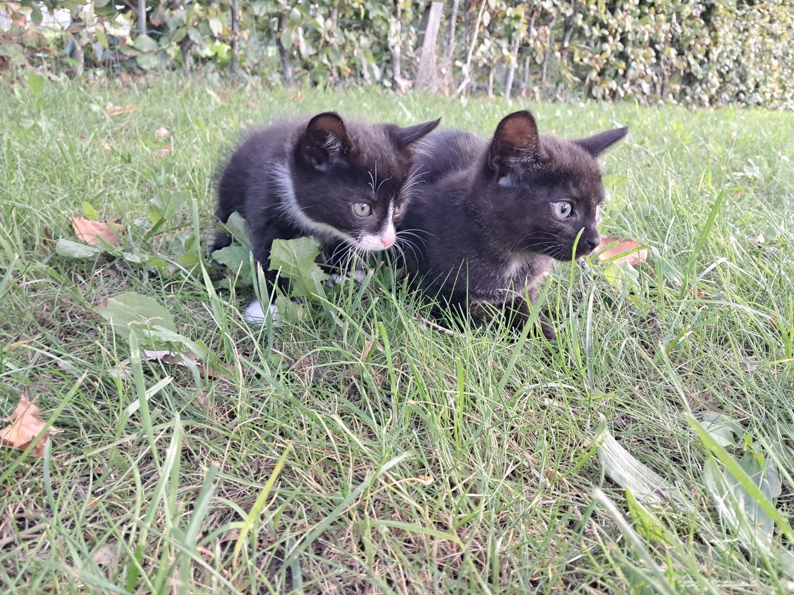 2 lieve kittens, Dieren en Toebehoren, Meerdere dieren