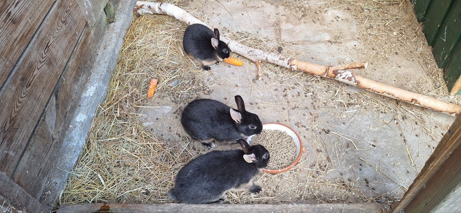 3 mooie jonge konijntjes