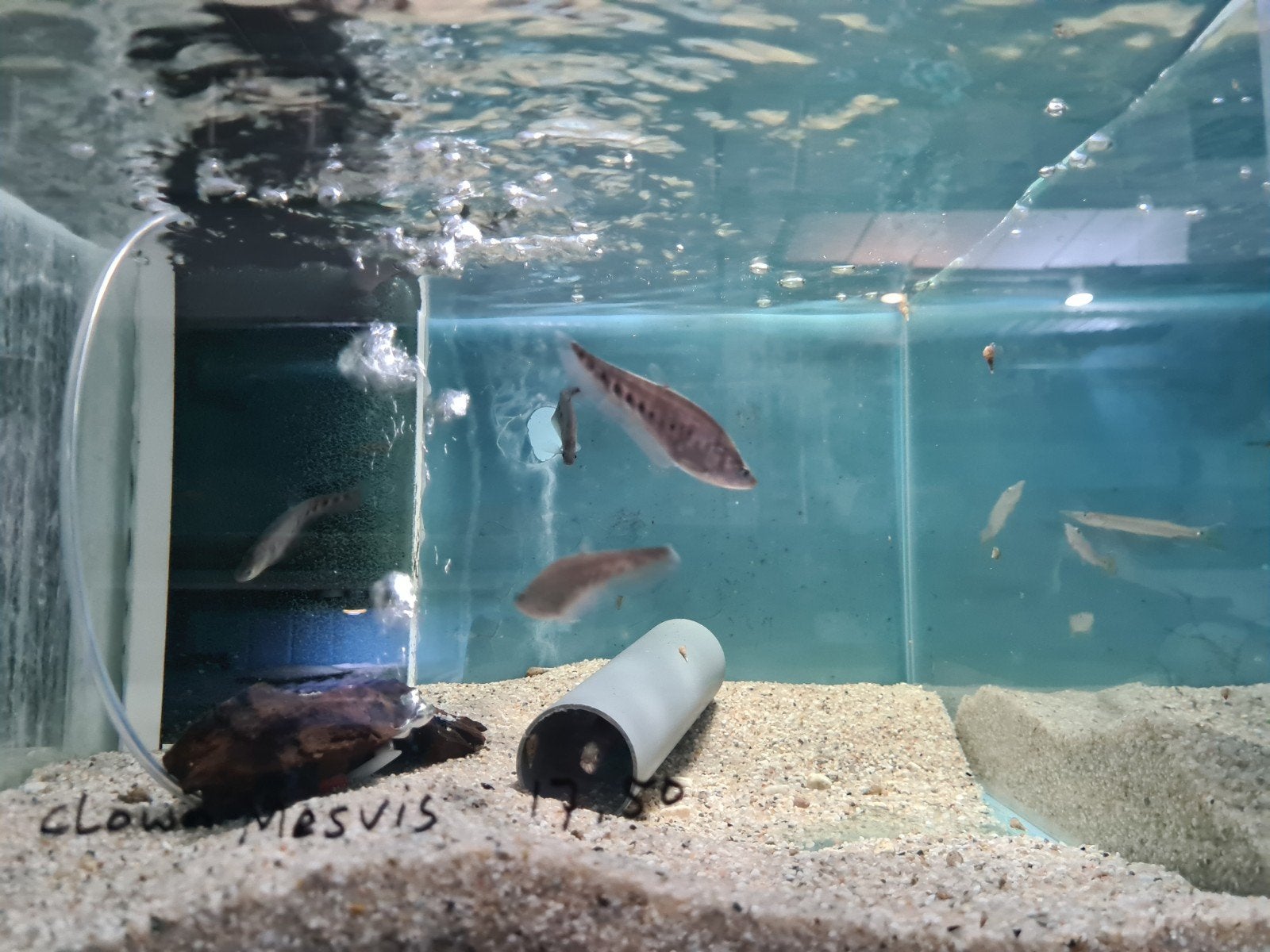 Clown Mesvis, Chitala Ornata, Vis, Zoetwatervis