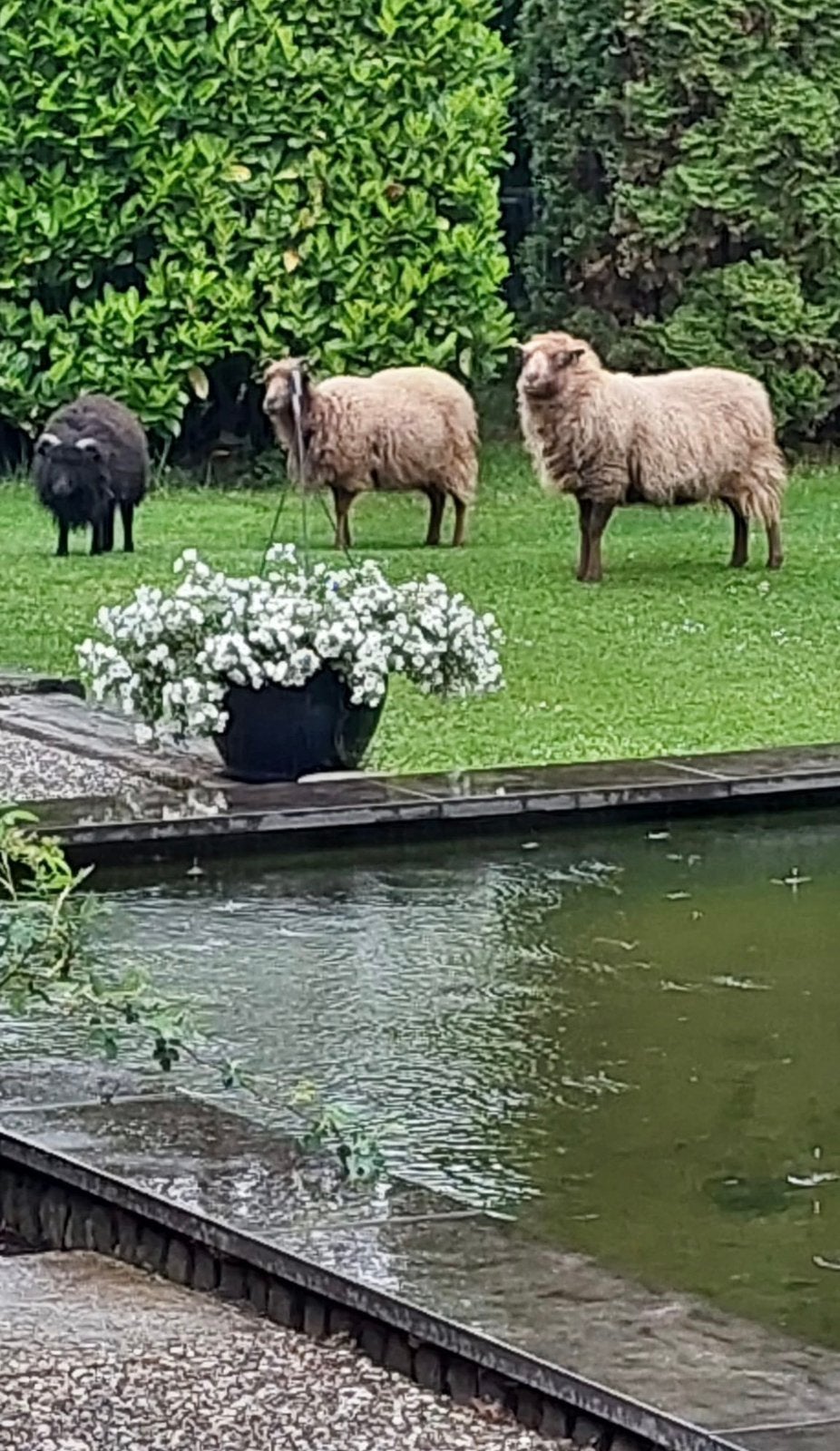 2 blonde quessant schaapjes, Dieren en Toebehoren, Schapen, Geiten en Varkens, Vrouwelijk, Schaap, 0 tot 2 jaar