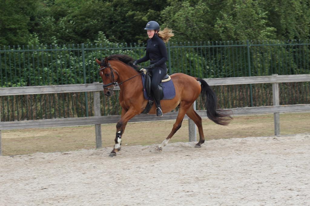Paardrijden dressuur, springles en grondwerk, Paardrijles of Ponykampen