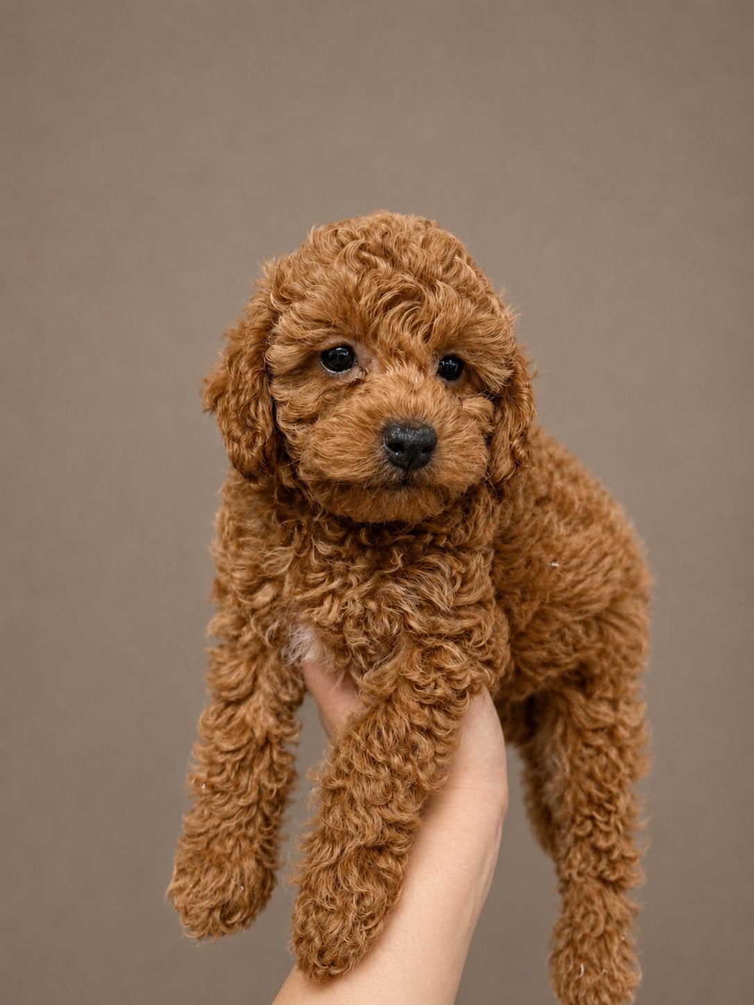 Toy x dwerg poedel pups abrikoos, Dieren en Toebehoren, Parvo, Nederland, Overige rassen, 8 tot 15 weken