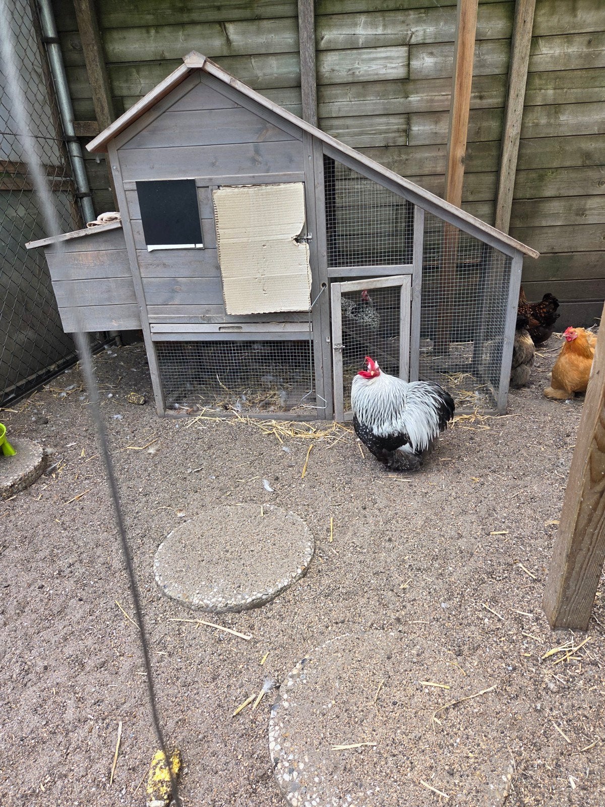 mooie haan, Dieren en Toebehoren, Pluimvee, Mannelijk, Kip