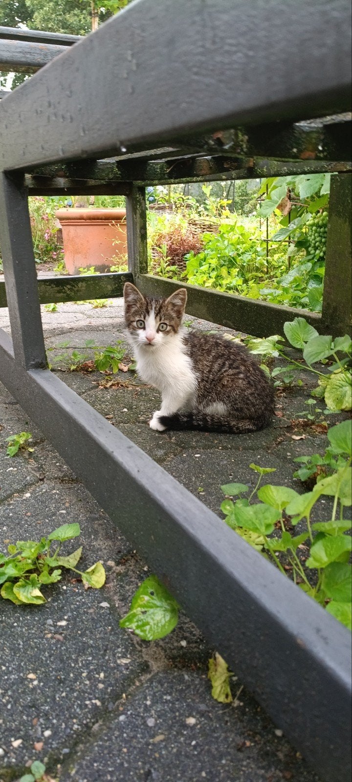 Lieve kittens te koop, Meerdere dieren, Kortharig, 0 tot 2 jaar