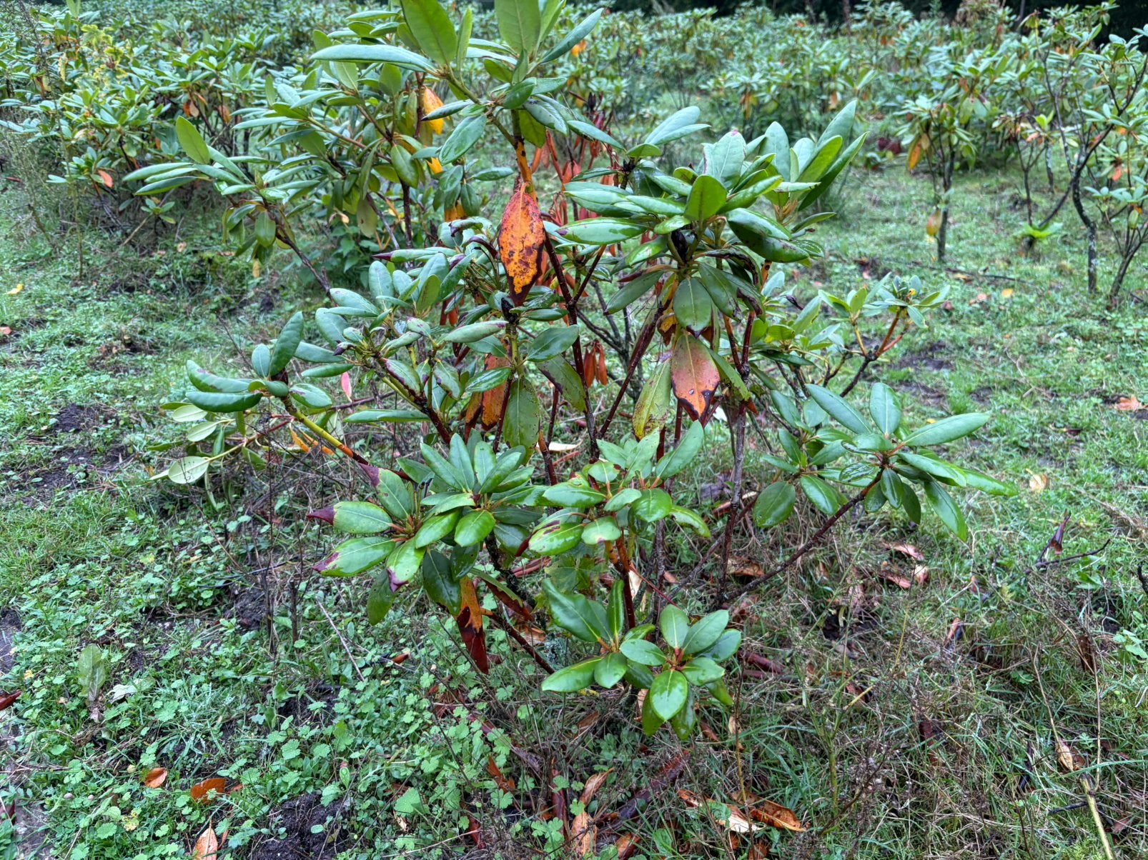 Rhododendrons, Tuin en Terras, Ophalen, Vaste plant, Siergrassen, Halfschaduw