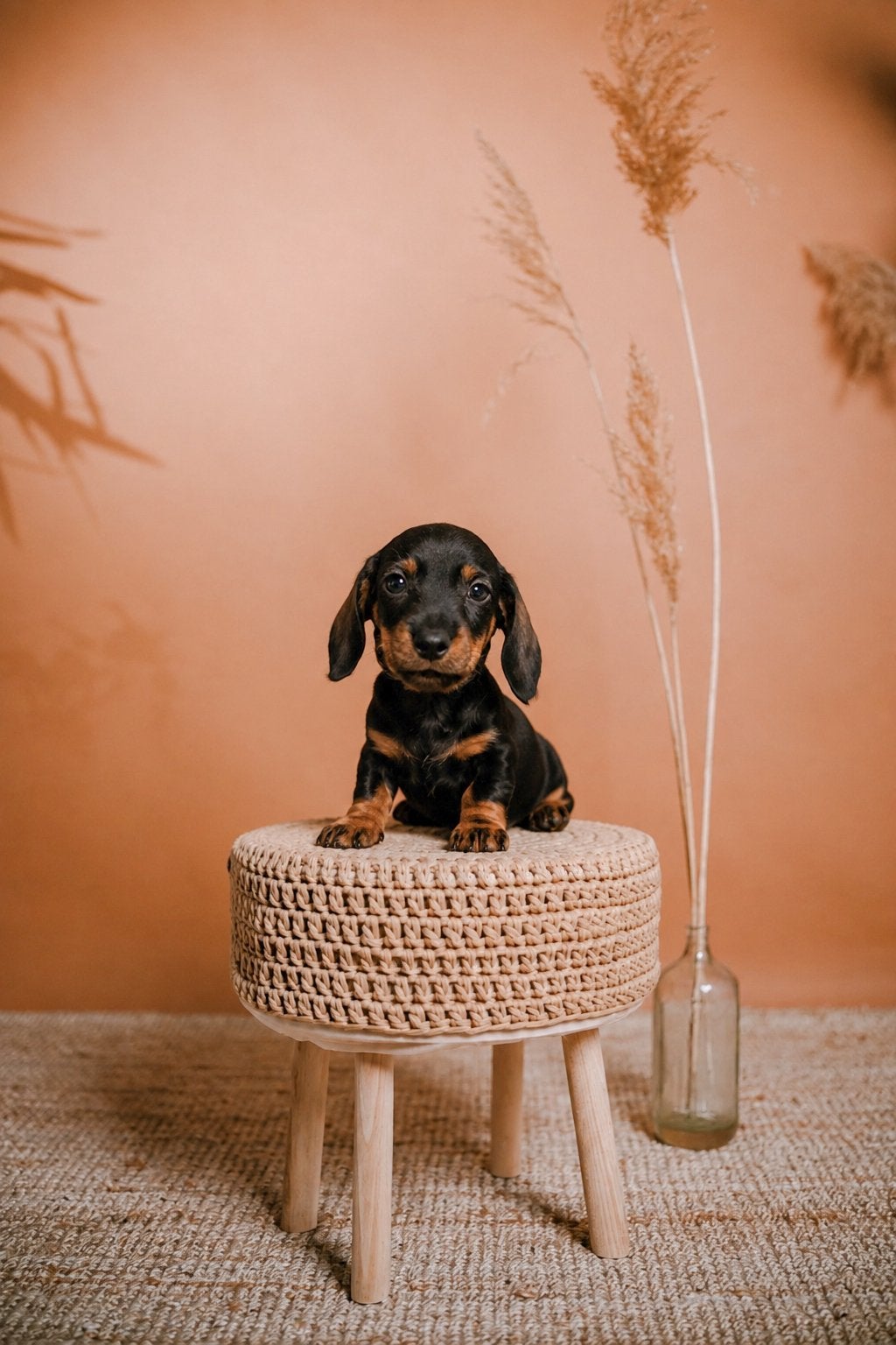 ❤️kaninchen ruwharige teckel pup❤️, Dieren en Toebehoren, Kaninchen, 8 tot 15 weken, Parvo, Meerdere