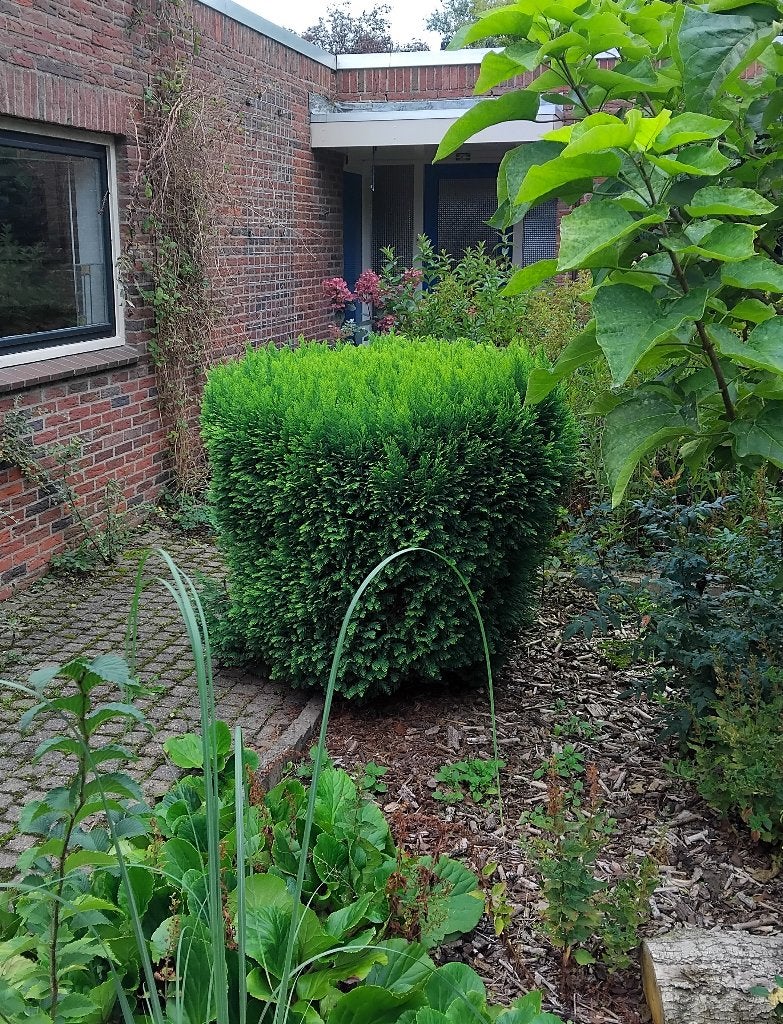 grote bol conifeer - GRATIS, Tuin en Terras, Bloeit niet, Overige soorten, 100 tot 250 cm, Ophalen