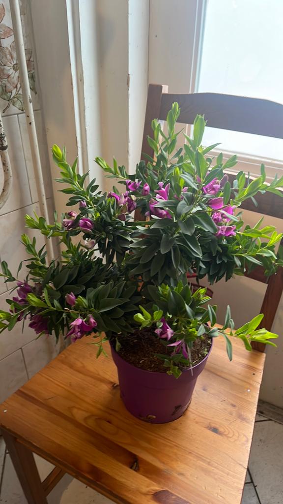 Polygala myrtifolia vaste plant, Ophalen, Overige soorten, Minder dan 100 cm