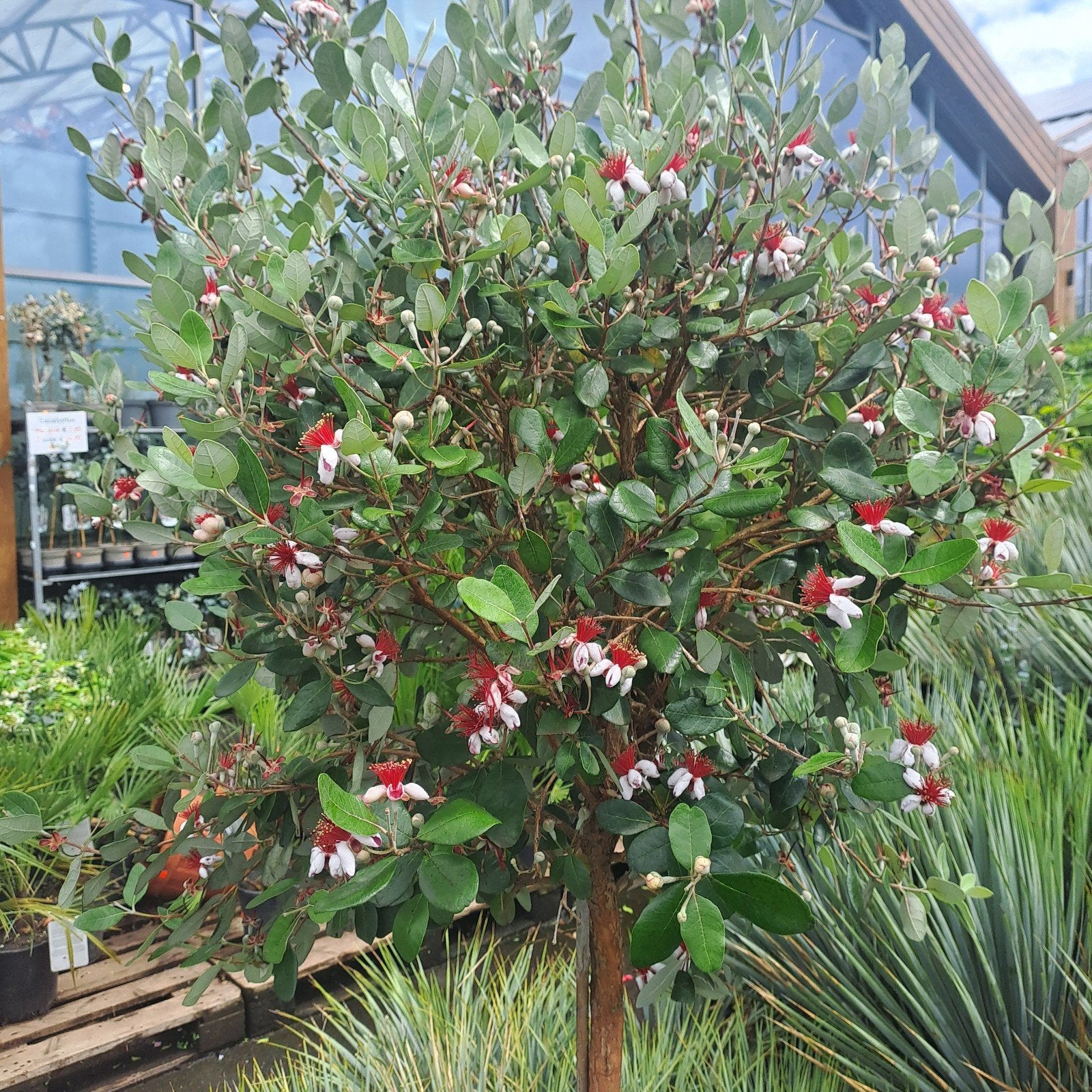 Prachtige Feijoa bomen te koop bij Tuincentrum Van der Spek, Tuin en Terras, Planten | Bomen, Ophalen
