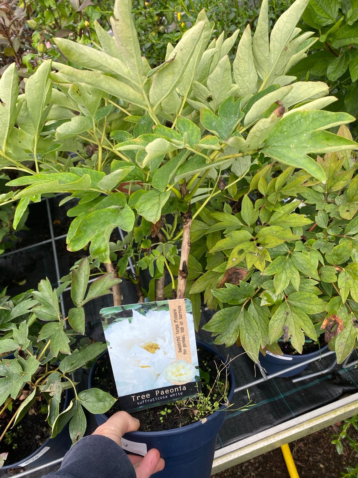 Boompioen (Paeonia suffruticosa) in diverse kleuren, Tuin en Terras, Volle zon, Vaste plant, Lente, Ophalen