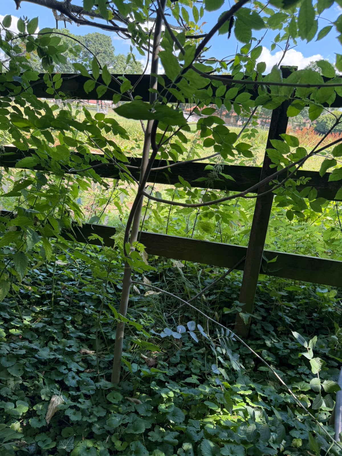 Walnotenboom te koop, Ophalen, Minder dan 100 cm, Overige soorten, Zomer