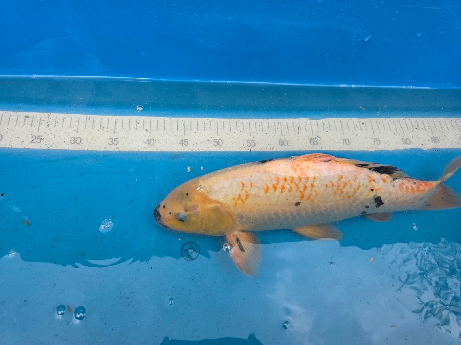 Mooie aparte koi ca 40 cm, Karper of Koi