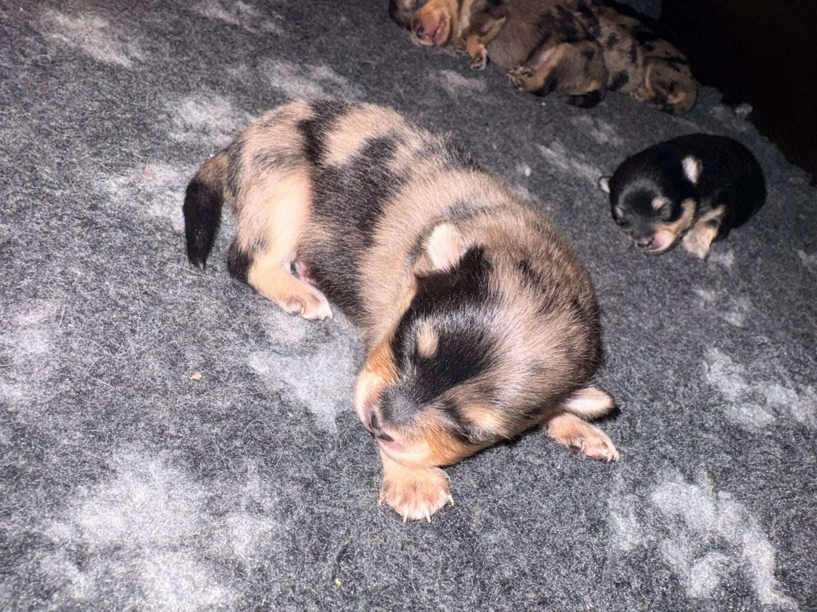 Pomeriaan pups merle tan, black en tan, Dieren en Toebehoren, Honden | Chihuahua's en Gezelschapshonden, Overige rassen, 8 tot 15 weken