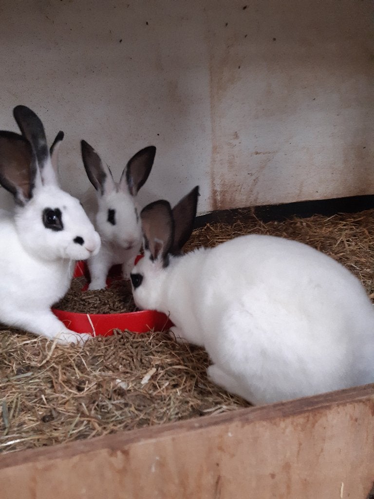 konijnen, Dieren en Toebehoren, Konijnen, Meerdere dieren