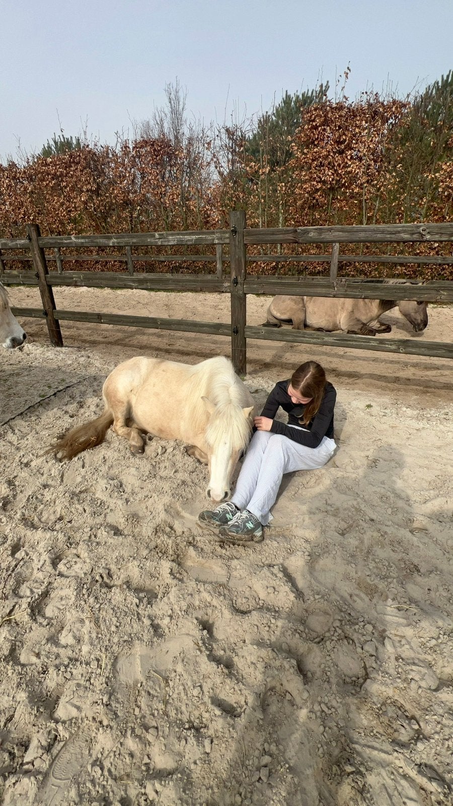 Ervaren bijrijder gezocht voor jonge Welsh pony Penny (3 jr), Dieren en Toebehoren, Paarden en Pony's | Overige Paardenspullen