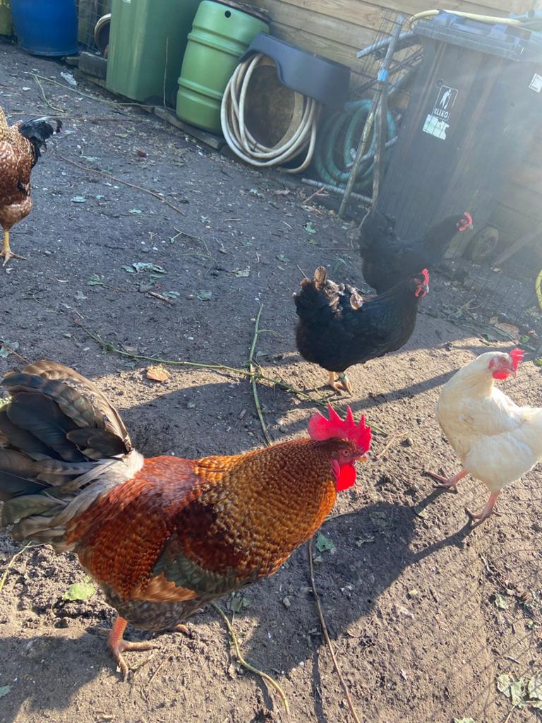 Hanen, Dieren en Toebehoren, Pluimvee, Mannelijk, Kip