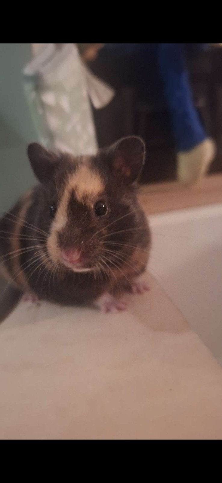 Hamsters, Dieren en Toebehoren, Knaagdieren en Konijnen | Hokken en Kooien, Minder dan 60 cm, Kooi, Minder dan 75 cm, Ophalen of Verzenden