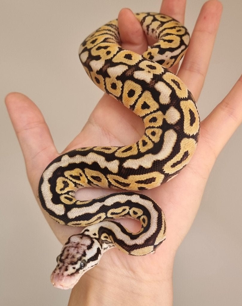 0.1 special spotnose pastel het clown koningspython Ball Python - female for sale from Snakesnballoons