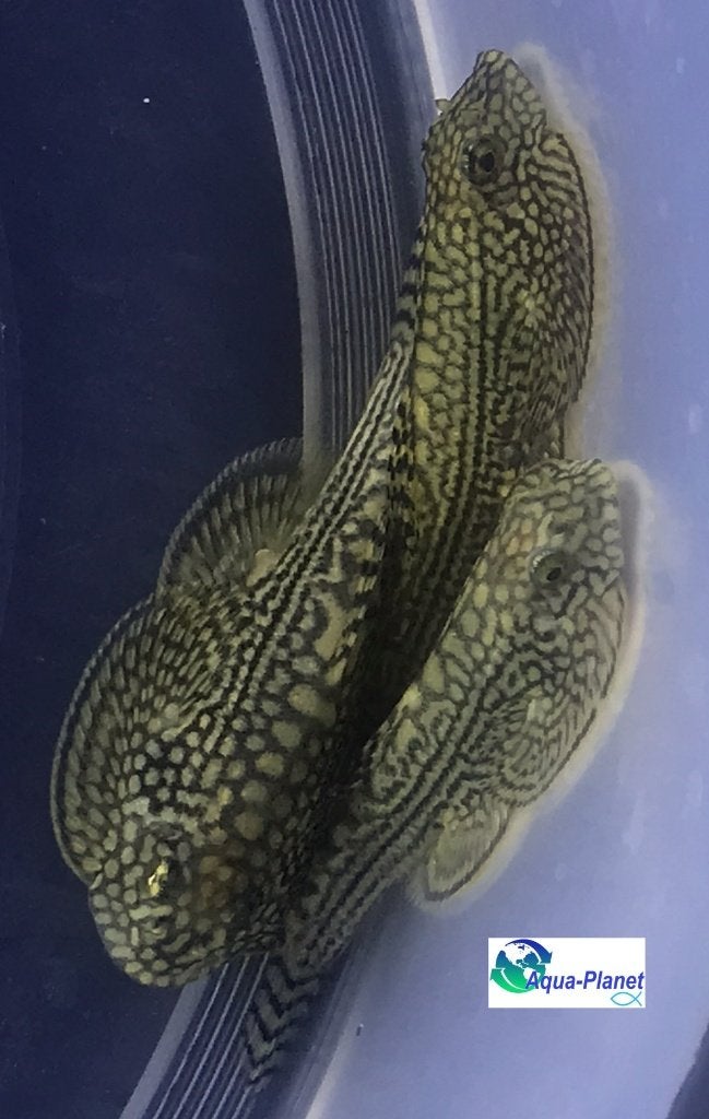 Sewellia lineolata, Vis, Zoetwatervis