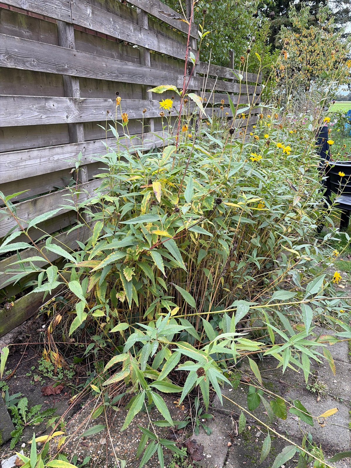 Gratis Aardpeer Planten - Helianthus tuberosus, Ophalen, Volle zon, Herfst, Groenteplanten