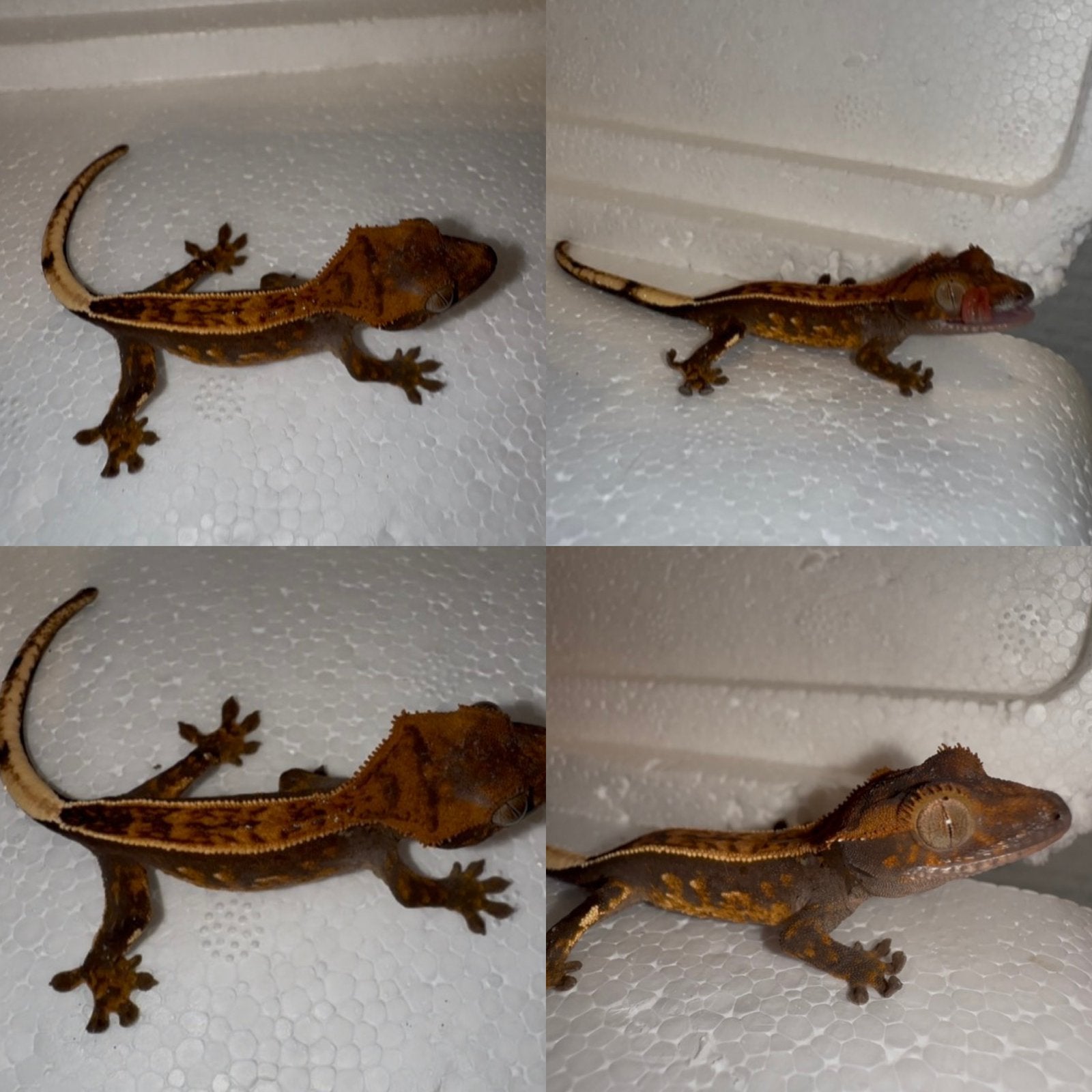 Wimpergekko baby, Dieren en Toebehoren, Reptielen en Amfibieën, Hagedis, Tam, 0 tot 2 jaar