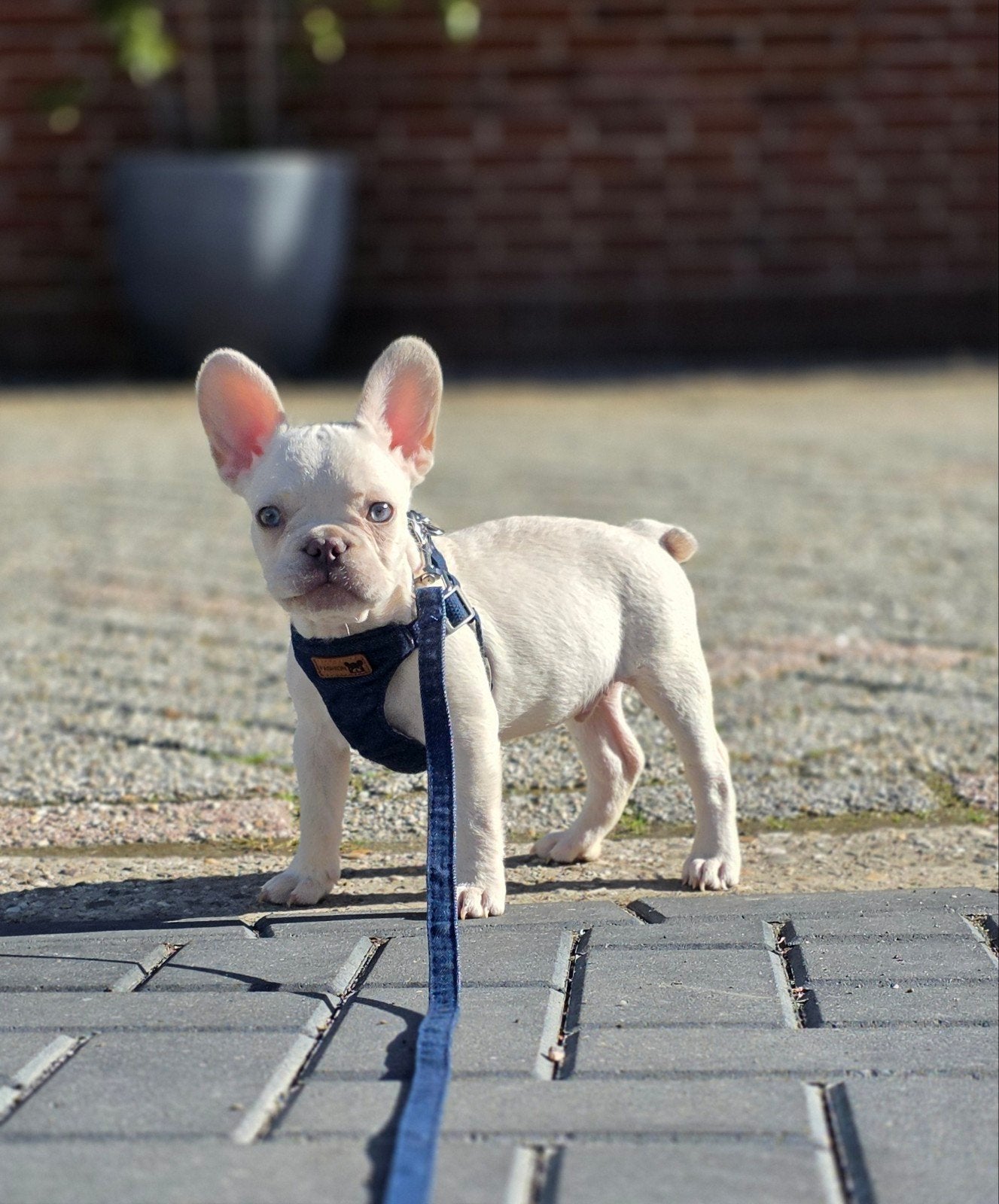 💙 Super lieve knappe x franse bulldog reu pup 💙, Reu, CDV (hondenziekte), 8 tot 15 weken, Bulldog