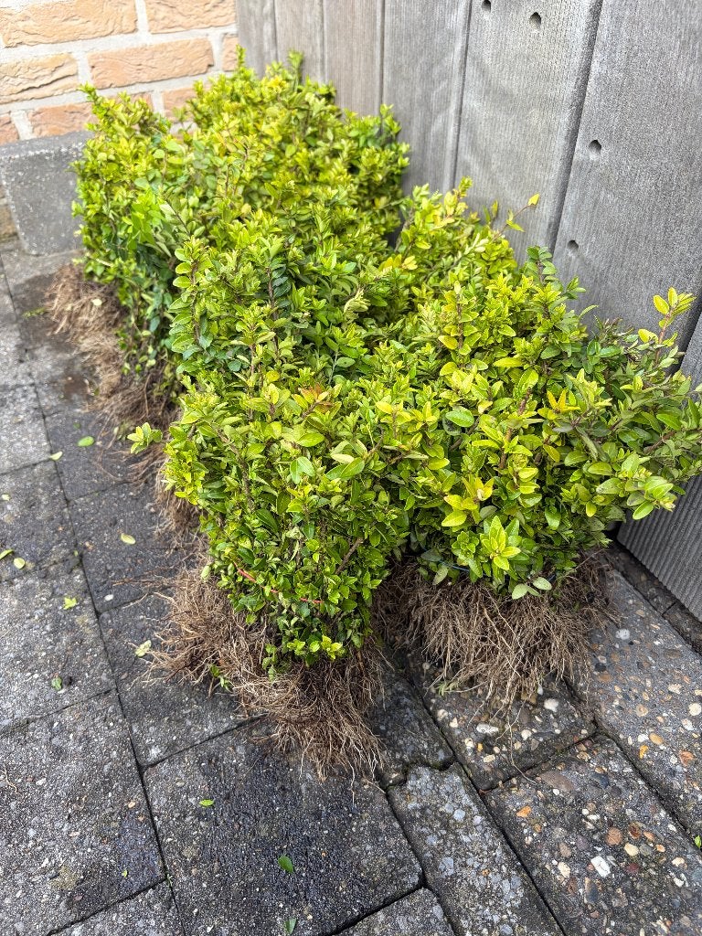 Lonicera planten, Ophalen of Verzenden, Vaste plant, Overige soorten, Volle zon